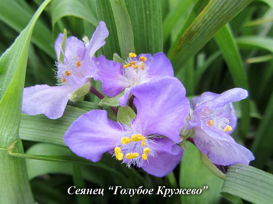 3. Традесканция Каролина (Tradescantia Virginiana)