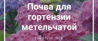 Какая кислотность нужна для гортензии метельчатой?