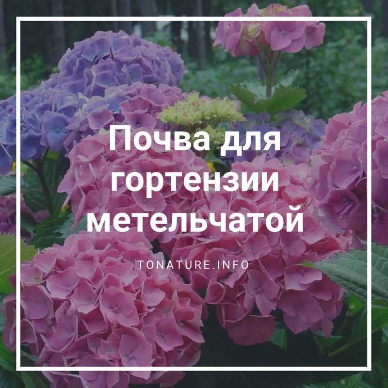 Какая кислотность нужна для гортензии метельчатой?