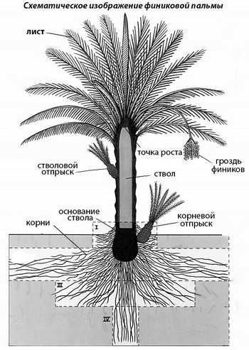 Особенности корневой системы финиковой пальмы