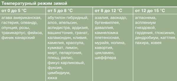 Оптимальная температура для разных видов цветов
