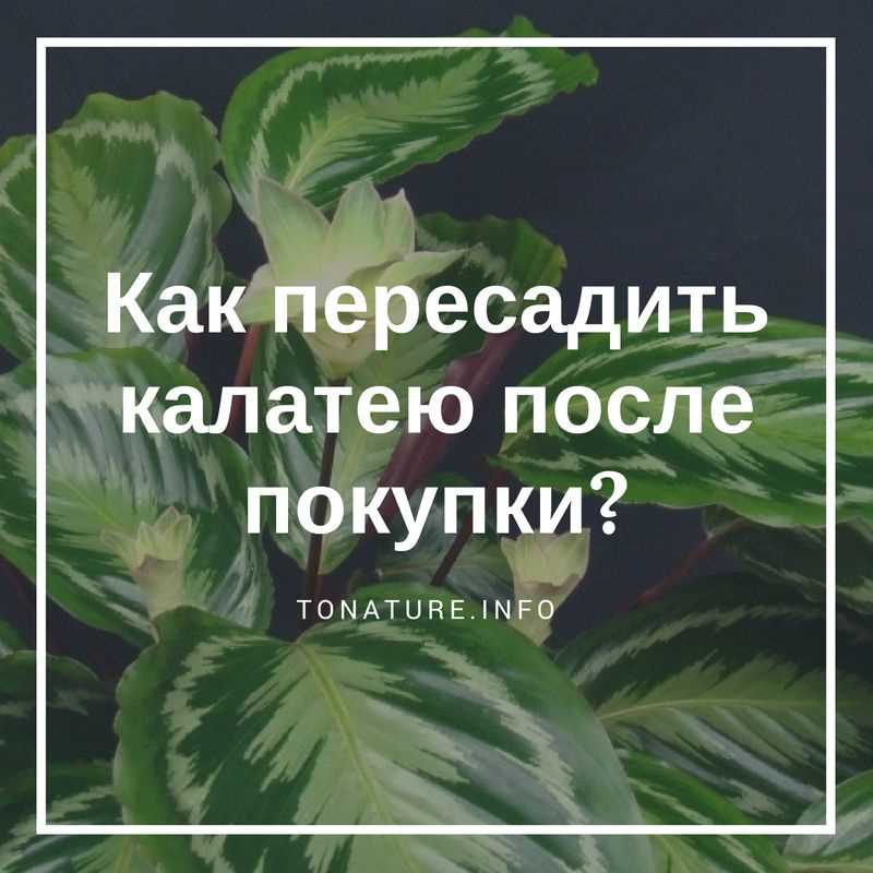 Какую землю выбрать для калатеи в домашних условиях?