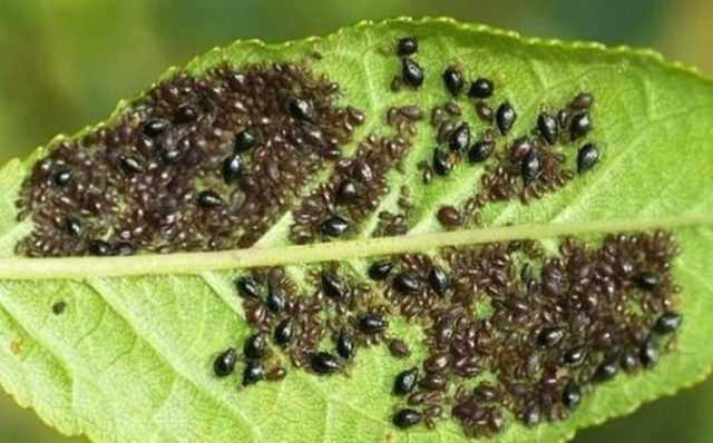 Нематоды Steinernema feltiae как биологический контроль тли