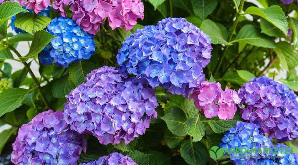 Макрофиллы (Hydrangea macrophylla)