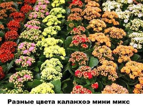 Каланхоэ манжетка (Kalanchoe tomentosa)