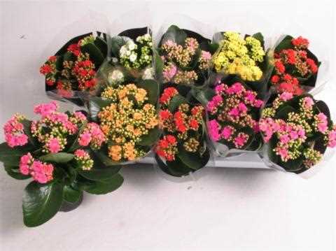 Каланхоэ блоховатка (Kalanchoe pumila)