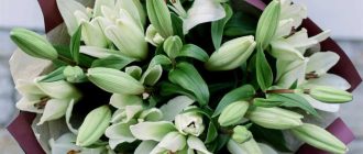 Какие бывают самые распространённые цветы