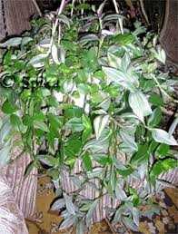 2. Порезка корней (Rhizoctonia)