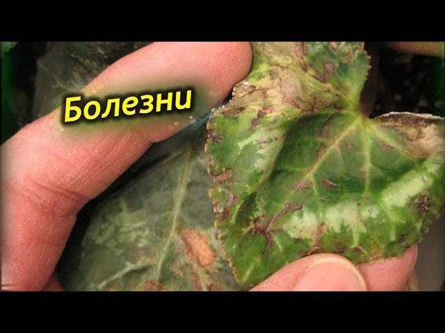 Какие болезни у цикламена?