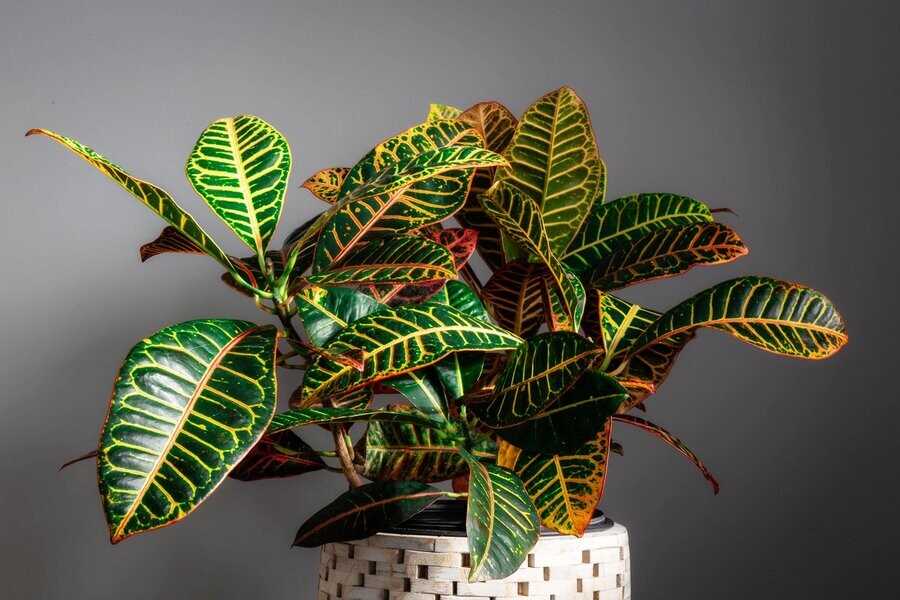 5. Королевская Коллекция Кальтеи (Calathea)