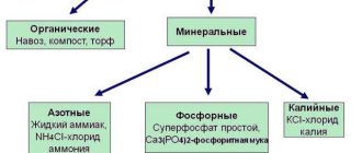 Какие разновидности фосфорных удобрений существуют?