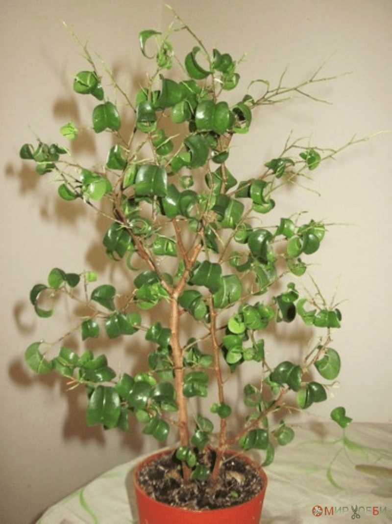 Фикус Бенджамина (Ficus benjamina)