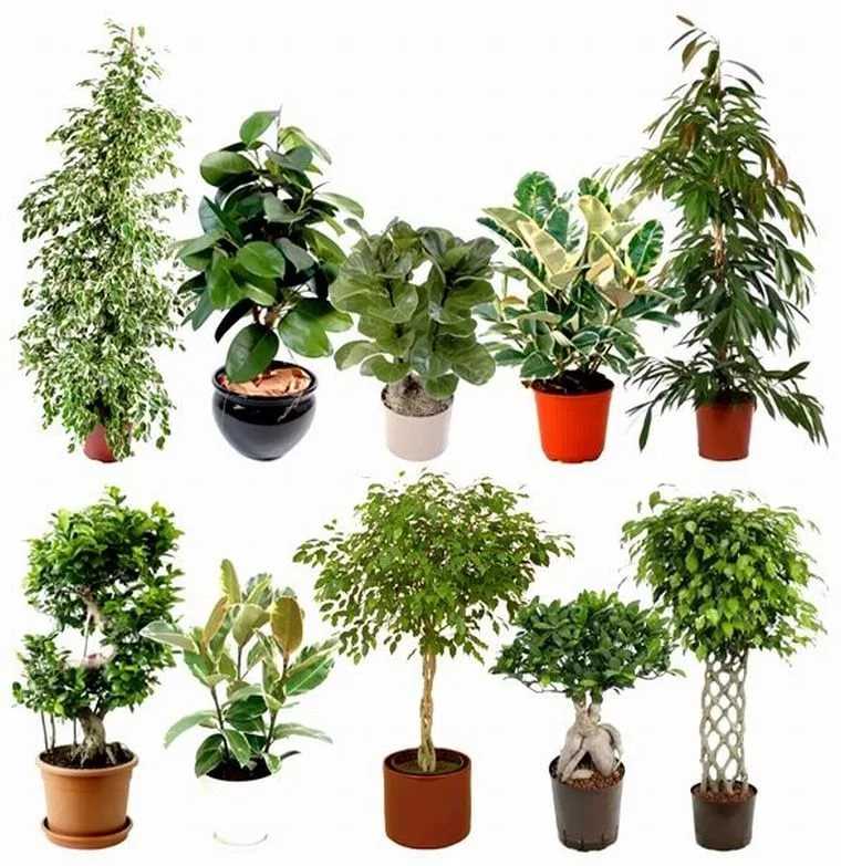 Фикус Микрокарпа (Ficus microcarpa)