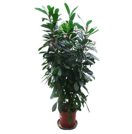 Фикус резколистный (Ficus elastica)