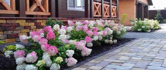 Какие гортензии любят тень?