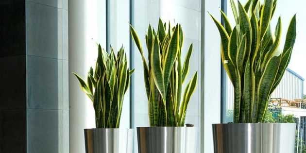 2. Сансевьерия (Sansevieria)