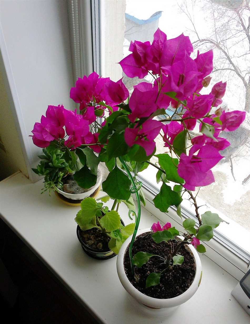 Комнатные цветы, которые могут отмирать на зиму