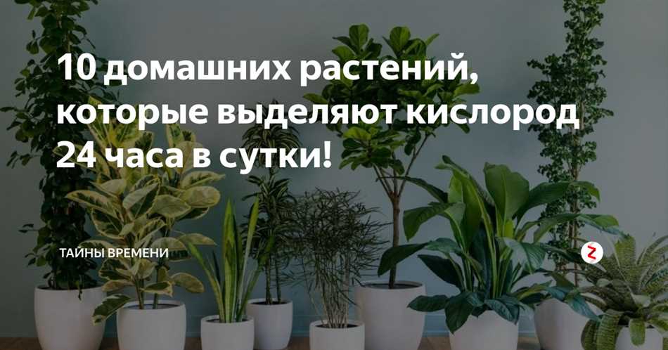 Какие растения выделяют кислород?