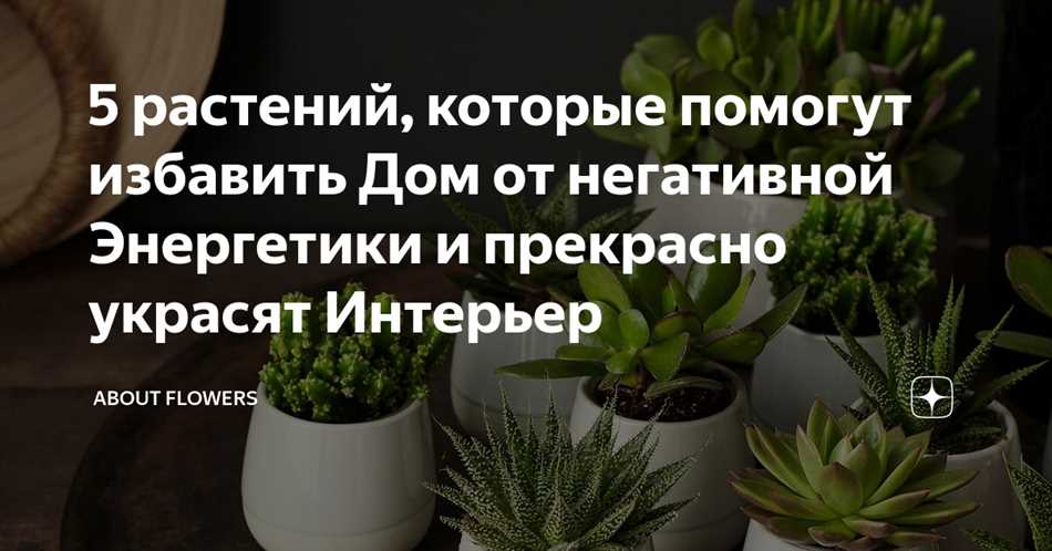 Папоротник - мощное растение для защиты от негативной энергии