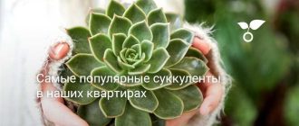 Какие суккуленты предпочитают солнце?