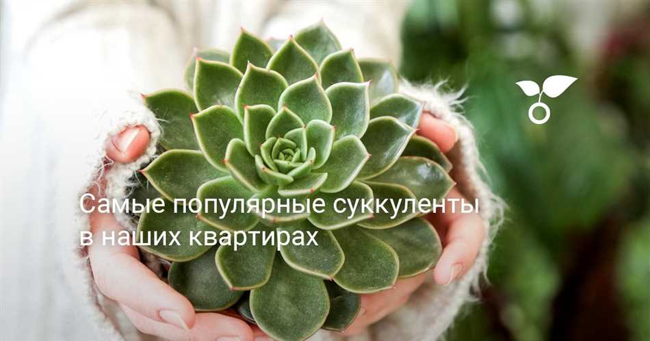 Какие суккуленты любят солнце?