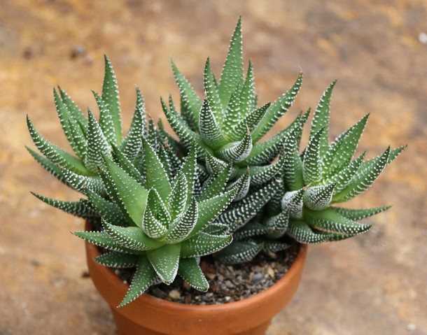 1. Алое (Aloe)