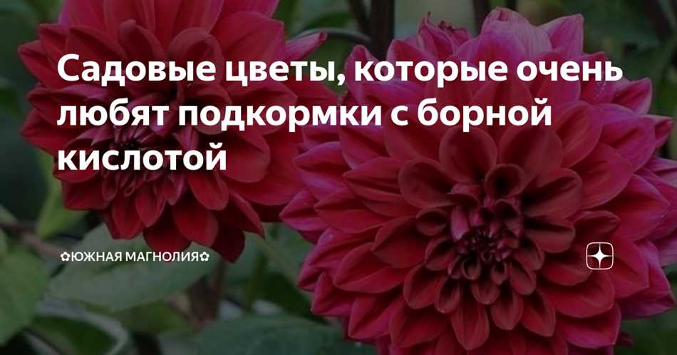 Выбор цветов для опрыскивания борной кислотой