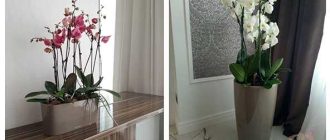 Какие цветы можно посадить в спальне по фен шуй?