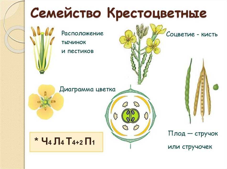 Что такое розоцветные цветы?