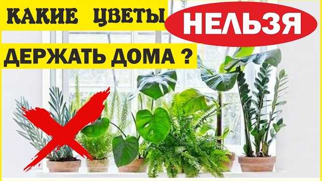 Какие цветы приносят счастье в дом?