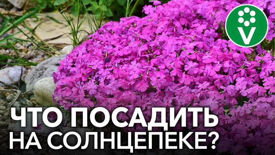 Какие цветы хорошо переносят жару?