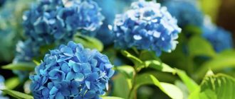 Какие условия необходимы для гортензии?