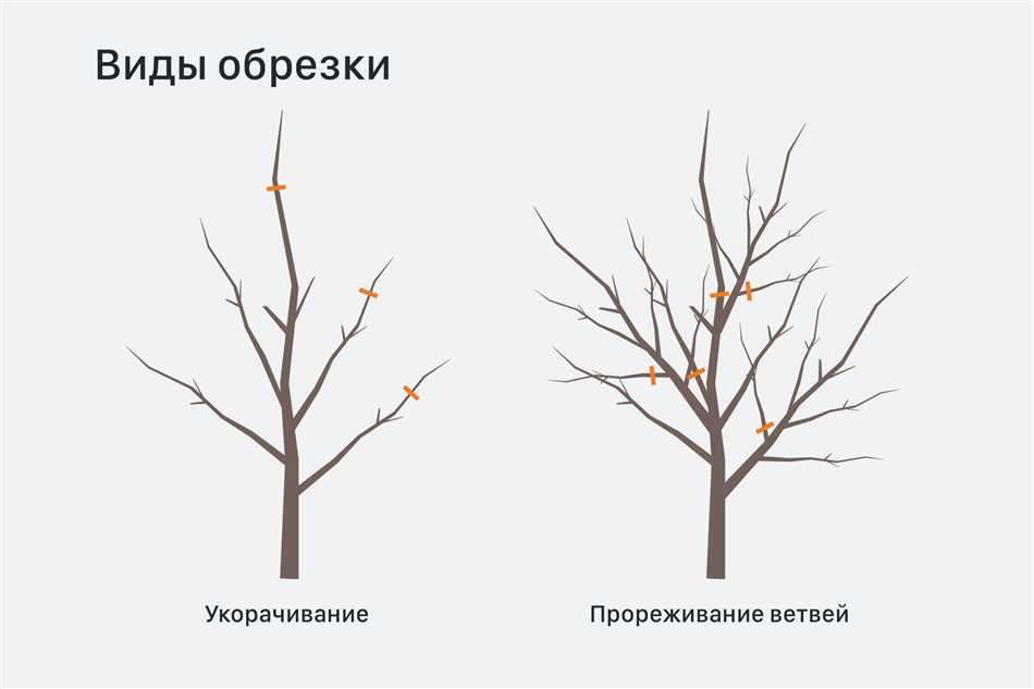 Выбор времени для обрезки яблони