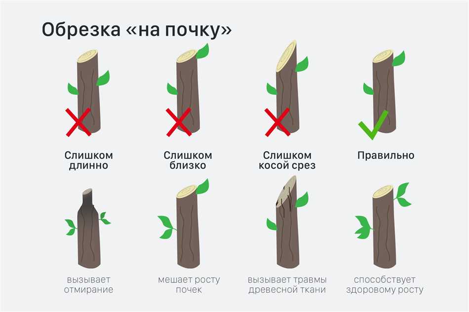 Какие ветки обрезать у яблони правильно?