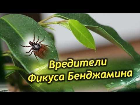 Мучнистый червец - один из вредителей для фикуса Бенджамина