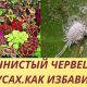 Вредители колеуса: как определить и избавиться от них