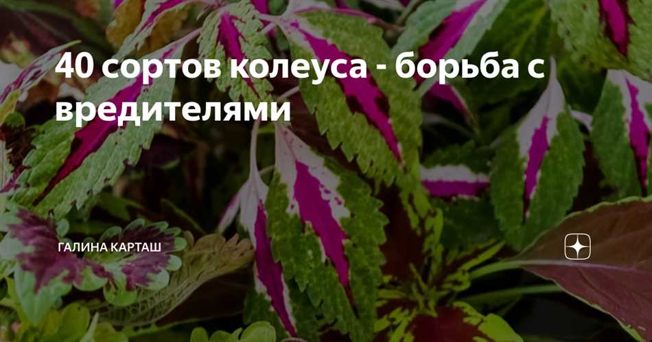 Опасности для колеусов