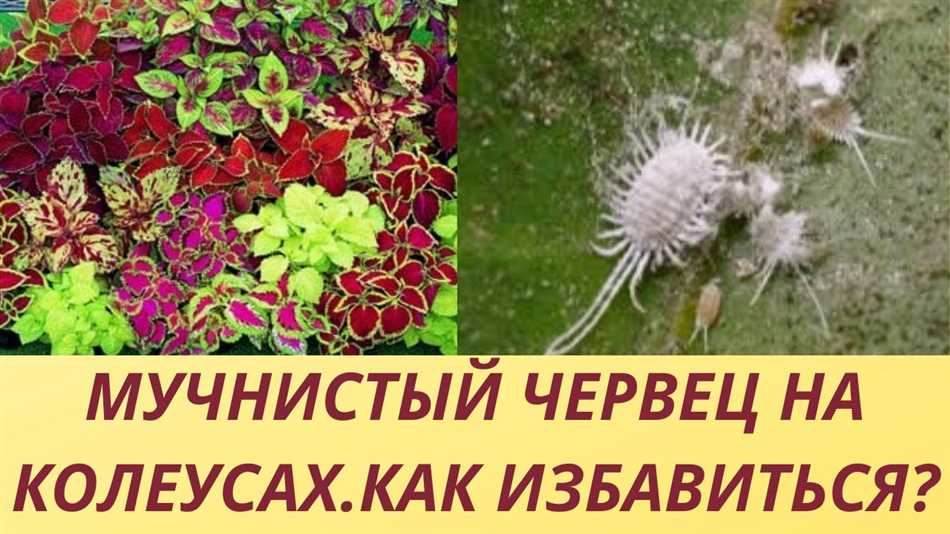 Какие вредители у колеуса?