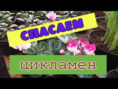 Паутинный клещ - один из самых опасных вредителей цикламена