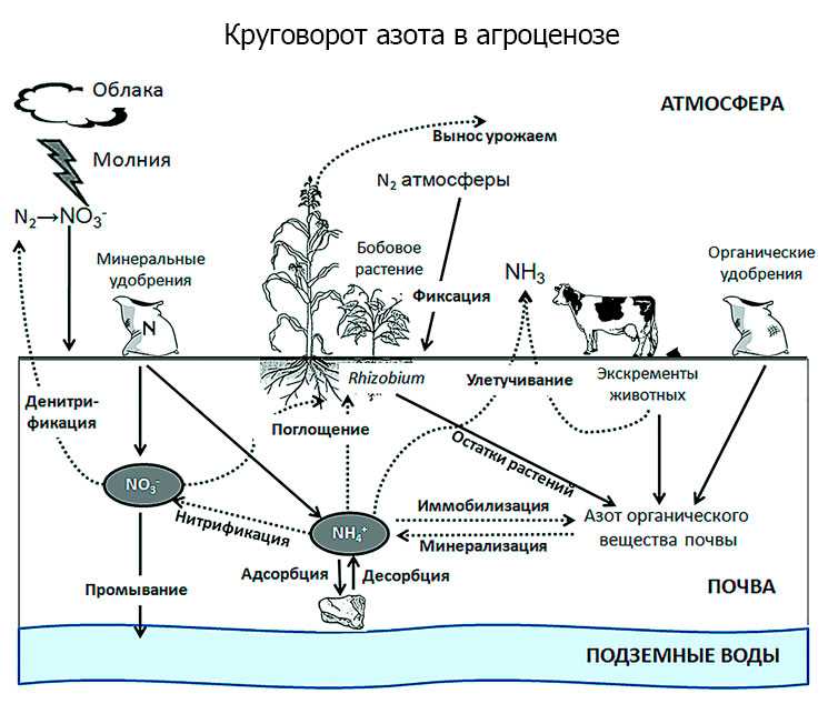 2. Бахчевые культуры