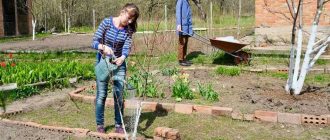 Удобрение для подкормки плодовых деревьев весной после цветения