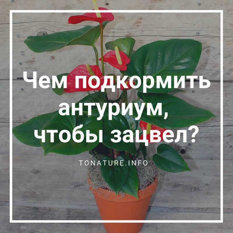 Что такое антуриум и почему важно подкормить его?