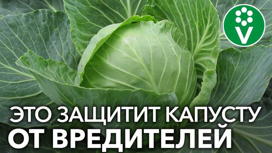 Выбор химприпаратов для защиты капусты