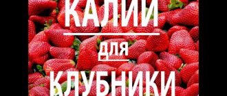 Лучшие калийные удобрения для клубники