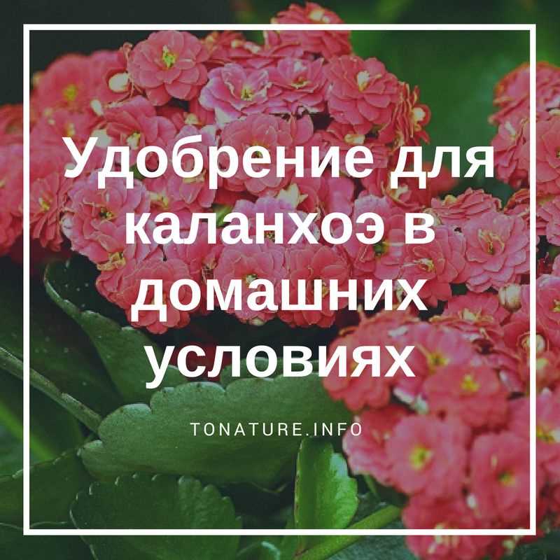 Удобрение с повышенным содержанием фосфора