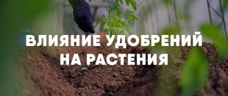 Какое влияние оказывает внесение удобрений в почву