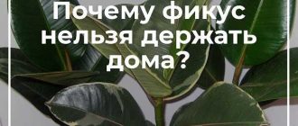 Опасный фикус для дома: какие виды следует избегать