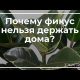 Опасный фикус для дома: какие виды следует избегать