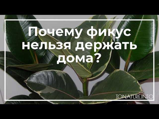 Какой фикус нельзя держать дома?