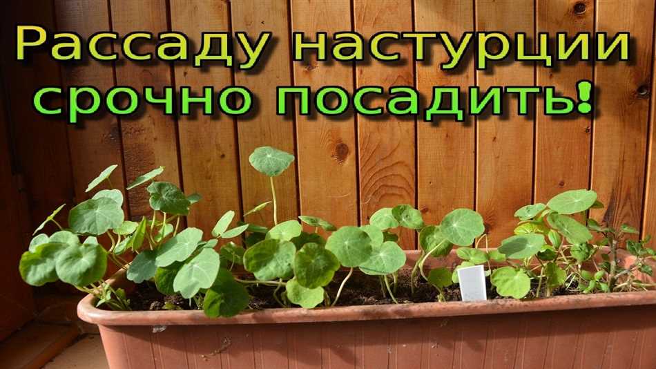 Выбор горшка для выращивания настурции на подоконнике
